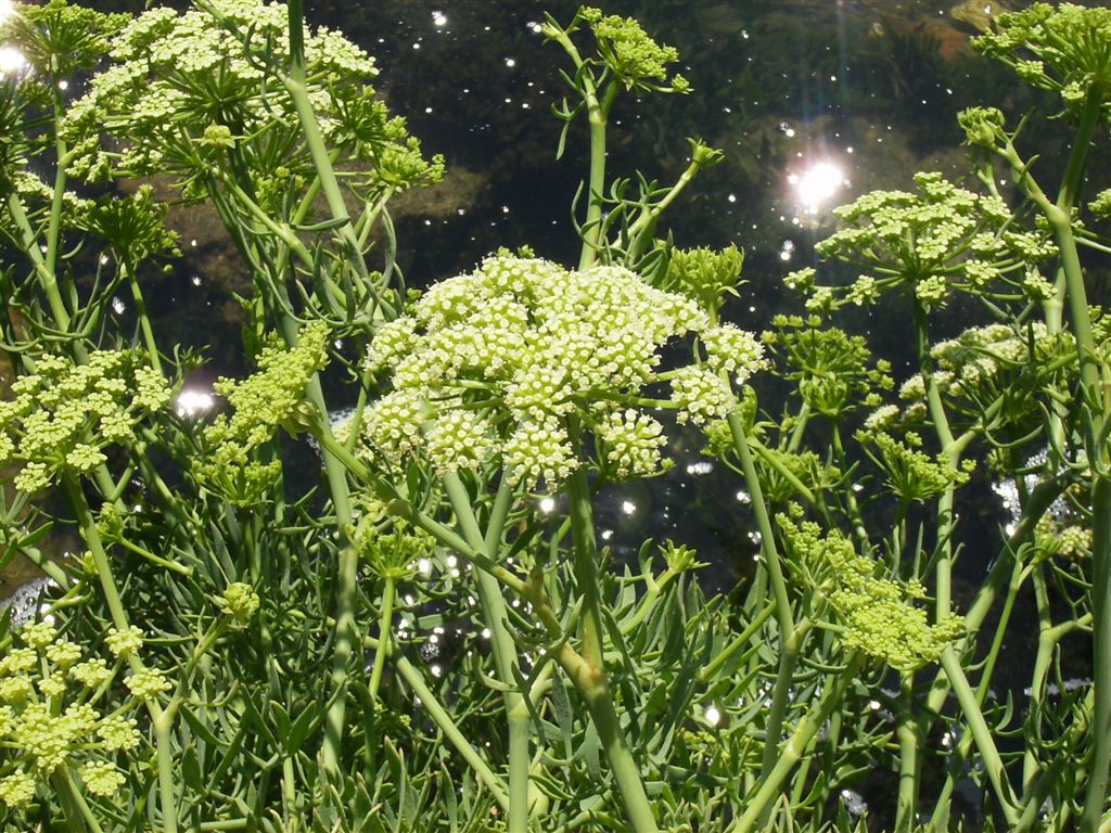 Crithmum maritimum